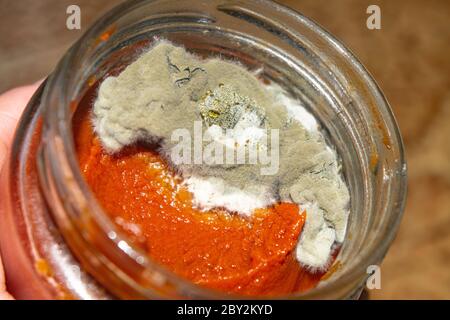 Mold growing on the tomato paste. Close up Stock Photo