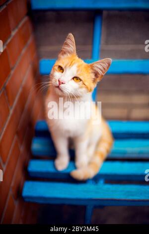 Ginger white cat sitting on a blue wooden bench near a red brick wall. Stock Photo