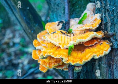 Yellow tree fungus on the trunk of an old tree. Close up Stock Photo