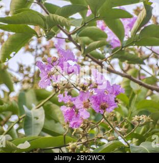 Lagerstroemia floribunda, also known as Thai crape myrtle and kedah bungor, is a species of flowering plant in the family Lythraceae. It is native of Stock Photo