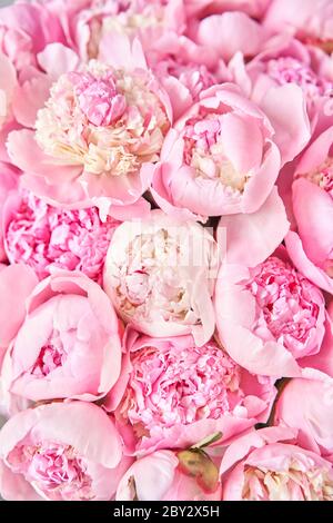 Pink Angel Cheeks peonies in a metal vase. Beautiful peony flower for catalog or online store. Floral shop concept . Beautiful fresh cut bouquet Stock Photo