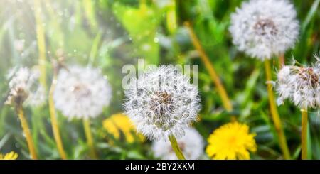 white fluffy dandelions in the tall green grass, Withered dandelion close range on a green background Stock Photo