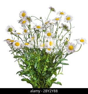 white chamomiles bouquet isolated on white Stock Photo