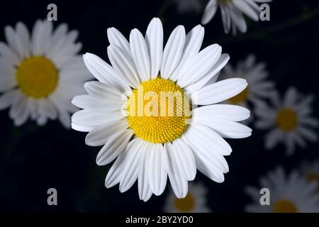 Focus on a single shasta daisy that is part of a patch of daisies on a dark background. Stock Photo