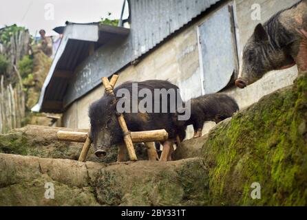 Black pigs Stock Photo