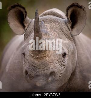 One black rhino close up head portrait in Kruger Park South Africa Stock Photo