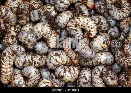 Image of grub worms, coconut rhinoceros beetle (Oryctes rhinoceros), Larva. Stock Photo