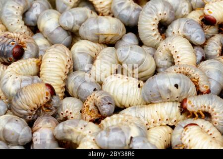 Image of grub worms, coconut rhinoceros beetle (Oryctes rhinoceros), Larva. Stock Photo