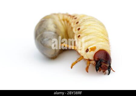 Image of grub worms, Coconut rhinoceros beetle (Oryctes rhinoceros), Larva on white background. Stock Photo