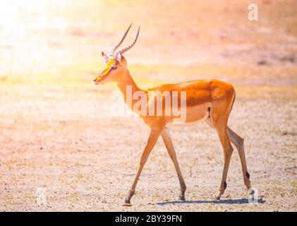 Young impala on safari game drive, Okavango region, Botswana. Stock Photo