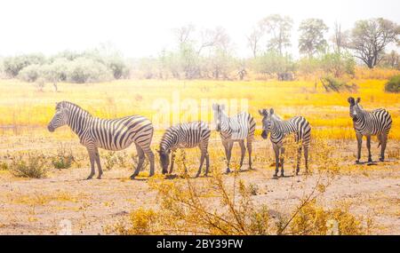 Zebras standing and watching in Okavango Delta in dry season, Moremi Game Reserve, Botswana, Africa. Stock Photo