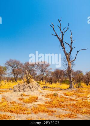 Termite hill in savanna, Okavango region, Botswana Stock Photo