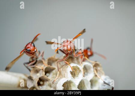 Image of Common Paper Wasp / Ropalidia fasciata and wasp nest on nature background. Insect. Animal Stock Photo