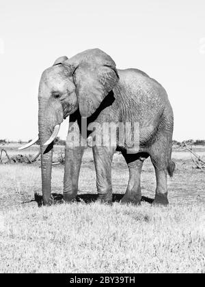 Lonesome big african elephant standing in savanna, Chobe National Park, Botswana. Black and white image. Stock Photo