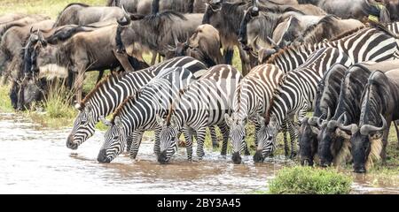 Five adult zebra drinking water from Mara River together with a herd of wildebeest in Masai Mara Kenya Stock Photo