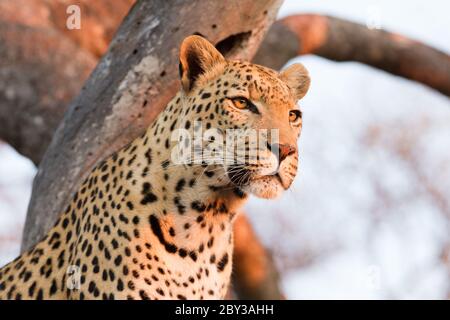 Portrait of beautiful leopard sitting in tree in afternoon orange light in Kruger Park South Africa Stock Photo