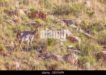 The endangered southern mountain reedbuck (Redunca fulvorufula fulvorufula) inhabits an area from the Eastern Cape province in South Africa) to southe Stock Photo