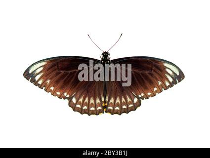 Image of common indian crow(Euploea core layardi) isolated on white background. Insect. Animals. Stock Photo