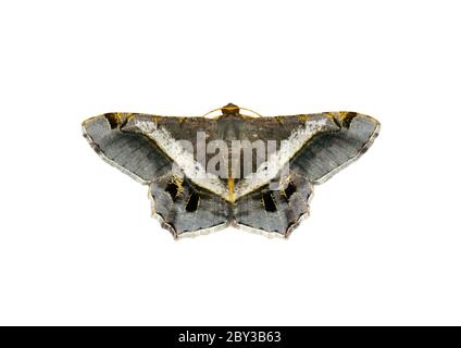 Image of moth or butterfly (semiothisa eleonora) isolated on white background. Insect. Animals. Stock Photo