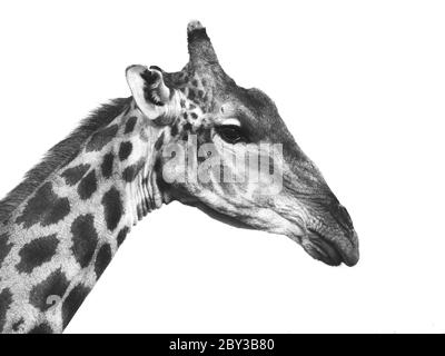 Giraffe portrait in black and white (isolated) Stock Photo