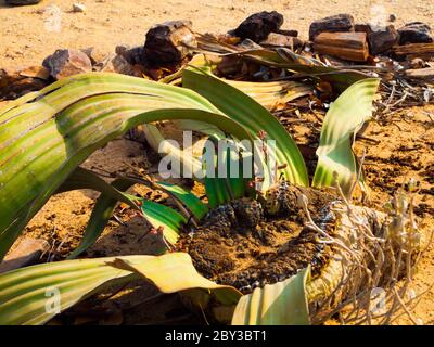 Welwitschia Mirabilis also named as living fossil, Petrified forest, Namibia Stock Photo