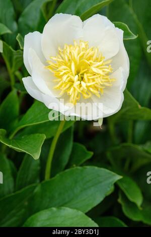 Single white flower of paeonia lactiflora Jan van Leeuwen, peony 'Jan van Leeuwen' Stock Photo