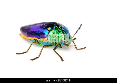 Image of green-legged metallic beetle (Sternocera aequisignata) or Jewel beetle or Metallic wood-boring beetle on white background. Insect. Animal. Stock Photo