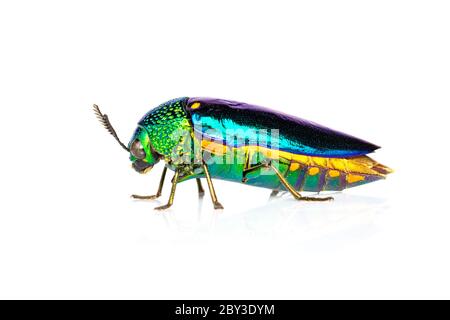 Image of green-legged metallic beetle (Sternocera aequisignata) or Jewel beetle or Metallic wood-boring beetle on white background. Insect. Animal. Stock Photo