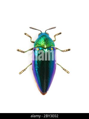 Image of green-legged metallic beetle (Sternocera aequisignata) or Jewel beetle or Metallic wood-boring beetle on white background. Insect. Animal. Stock Photo