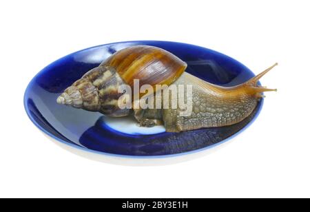 Snail on plate Stock Photo