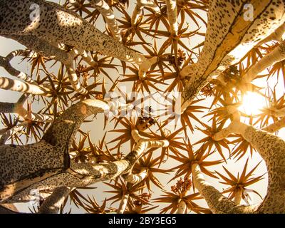 Quiver tree bottom view against sky on sunny day, Keetmashoop, Namibia Stock Photo