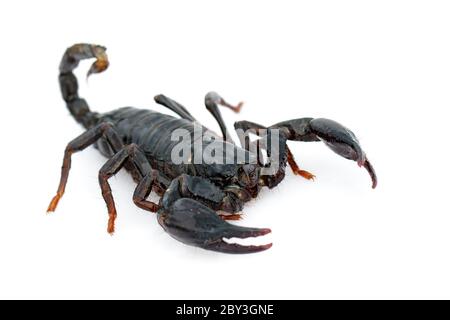 Image of emperor scorpion (Pandinus imperator) on a white background. Insect. Animal. Stock Photo