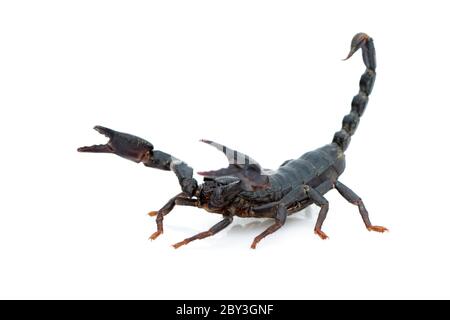 Image of emperor scorpion (Pandinus imperator) on a white background. Insect. Animal. Stock Photo