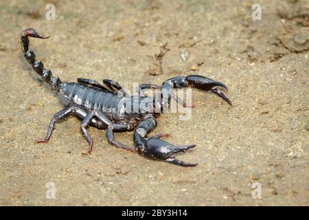 Image of emperor scorpion (Pandinus imperator) on the ground. Insect. Animal. Stock Photo