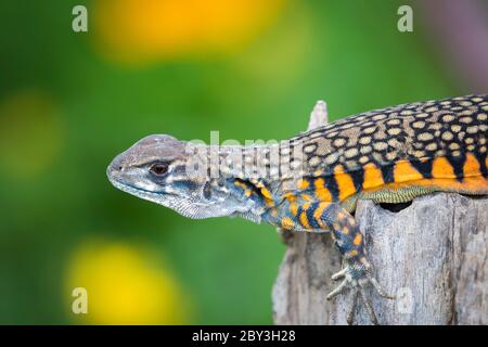 Image of Butterfly Agama Lizard (Leiolepis Cuvier) on nature background. . Reptile Animal Stock Photo