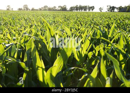 Highlighted leaves of young corn on a huge field. Stock Photo