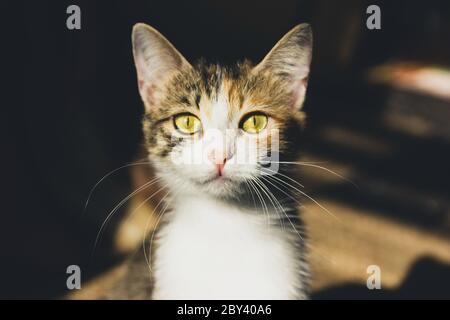 Cute little domestic cat with golden eyes and long whiskers looks at camera with a sweet expression. Portrait of a beautiful young cat indoors. Stock Photo