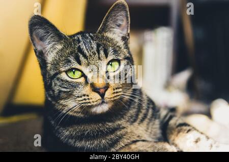 Striped cat face with green eyes look at camera Stock Photo