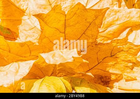 Bright background from close up yellow autumn leaves bouquet Stock Photo