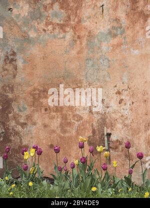 grunge wall with tulips Stock Photo