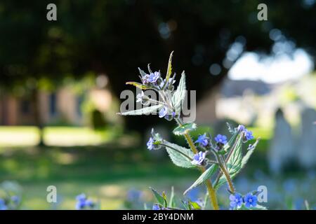 Close-up of wild blue flowers seen in late spring. Showing high detail of the delicate blue petals and stem. Seen growing in a village churchyard. Stock Photo