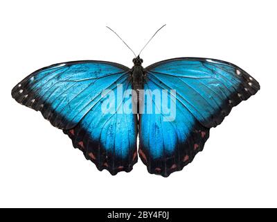 Blue Morpho butterfly, Morpho peleides, isolated on white background. Stock Photo