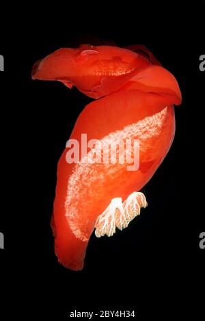 Hexabranchus sanguineus or Spanish Dancer is swimming in the night in the Red Sea. Stock Photo