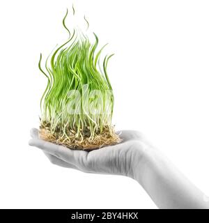 human hand holding green grass in shape of fire on white Stock Photo