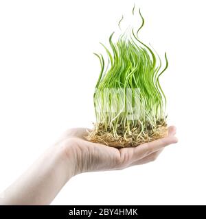 human hand holding green grass in shape of fire on white Stock Photo