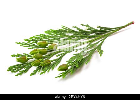 California incense cedar branch with fruits isolated on white Stock Photo