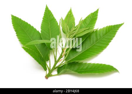 Chestnut branch leaves and catkins isolated on white Stock Photo