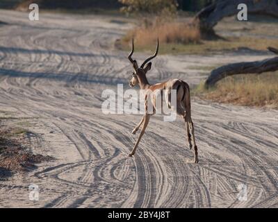 Running impala in october evening Stock Photo