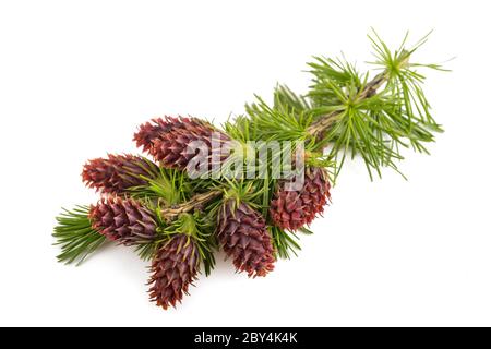 Larch branch with flowers isolated on white Stock Photo