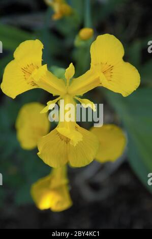 Yellow iris plant blooming in a pond in an allotment in Nijmegen the Netherlands Stock Photo
